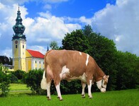 Kirche und Kuh alleine Kopie